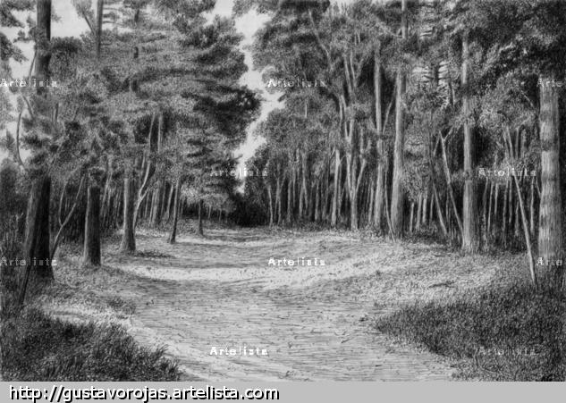 Calle entre pinos. Otros