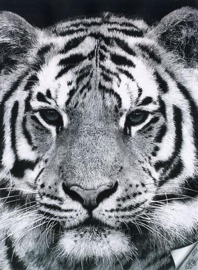 The eyes of the provider Lápiz