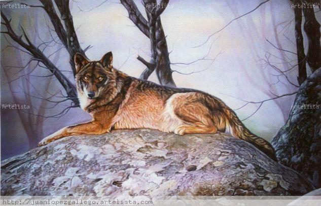 EL DESCANSO DEL LOBO Lienzo Acrílico Animales