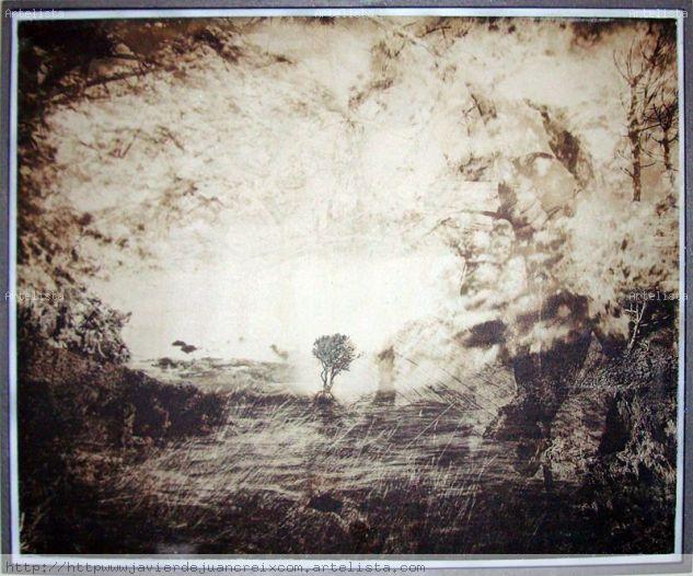 [2005] Cap de Creus Textures // Pi solitari Paisaje Lienzo