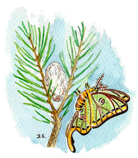 Actias Isabellae Otros Acuarela Otros