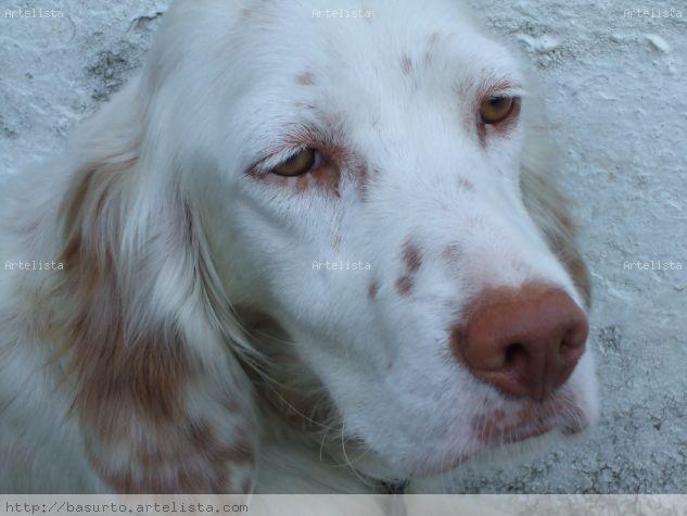 Setter Color (Digital) Retrato