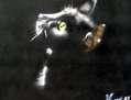 gato