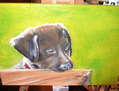 Perrito cachorro