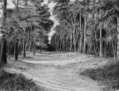 Calle entre pinos.