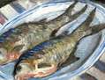 Pescado