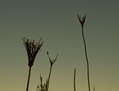 Al cielo