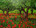 Mayo Florido en Bellpuig d´Urgell