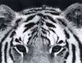 The eyes of the provider