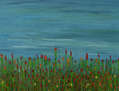 Campo de tulipanes
