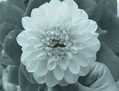 Dalia Blanca