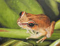 Coquí