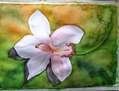 ORQUÍDEA