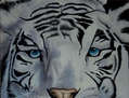 Tigre albino