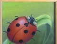 Lady Bug