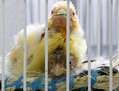 pajaros bebe