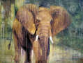 Llanto de elefante