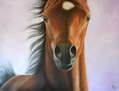 Potro Arabe