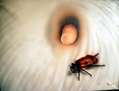 flor con insecto