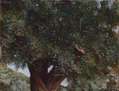 Olivera I