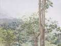 Bosc encantat