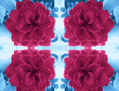 Rosas