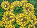 Girasoles