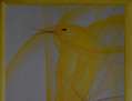 CANARIO