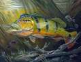 The Great Peacock Bass