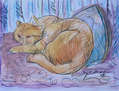 Gato Maurice