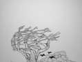 Boceto Desarraigarse