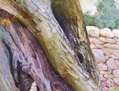 Soca d'olivera I