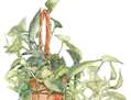 pothos