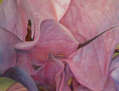 Bugaimvillea