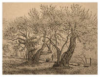 olivos