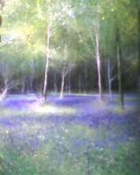 primavera