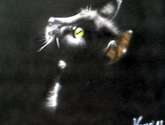 gato