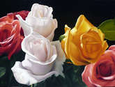 rosas