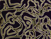 el universo lineal