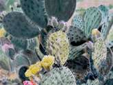 nopal en flor