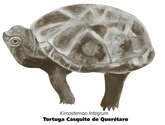 tortuga casquito 