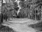 calle entre pinos.