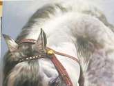 nobleza equina