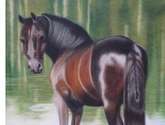 caballo en el rio
