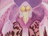 orquídea