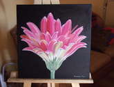 gerbera