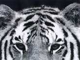 the eyes of the provider