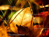 calor de otoño