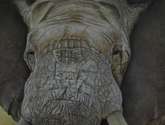 elefante africano