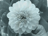 dalia blanca